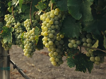 Get to Know the Wine World’s Six ‘Noble’ Grape Varieties