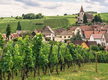Six of Our Favorite Burgundian Producers with an Unbelievable Quality to Price Ratio