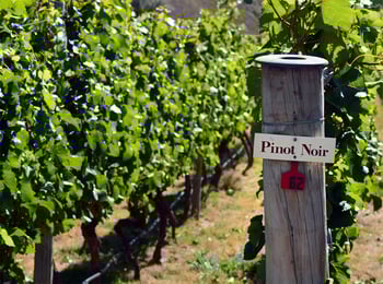 Pinot Around the Globe, Explained