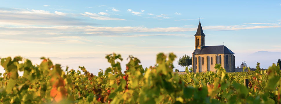 Beaujolais, French Wine Regions and Producers | Verve Wine