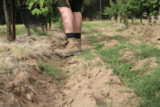 sandy soil in vineyard