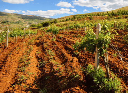 soil in vineyard