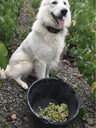 Winery Dog with a bucket of grapes