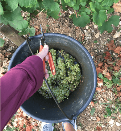 picking chardonnay grapes