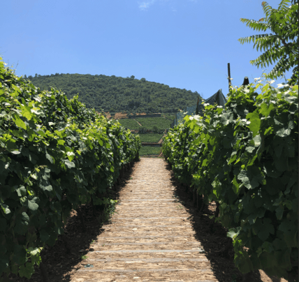 Vineyard in Portugal