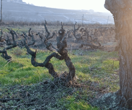 Brouilly vines
