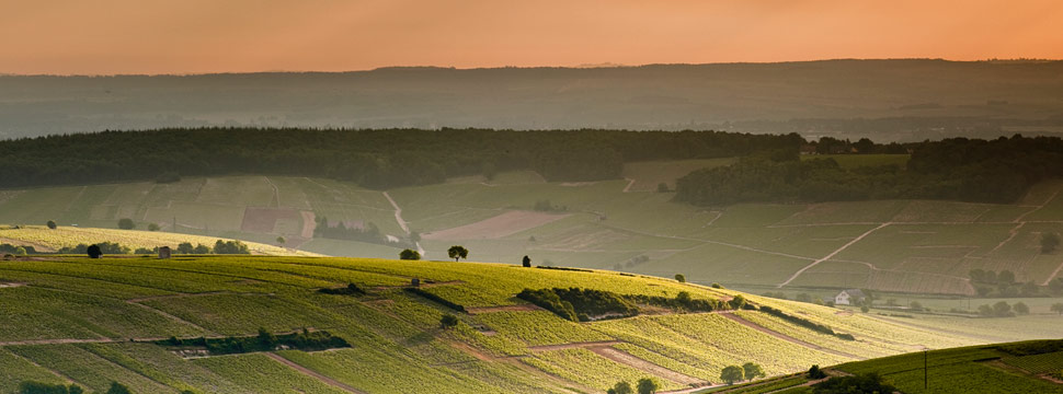 Loire, French Wine Regions and Producers | Verve Wine