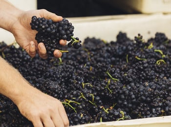 Are You a Vinification Expert? Test Your Knowledge Here