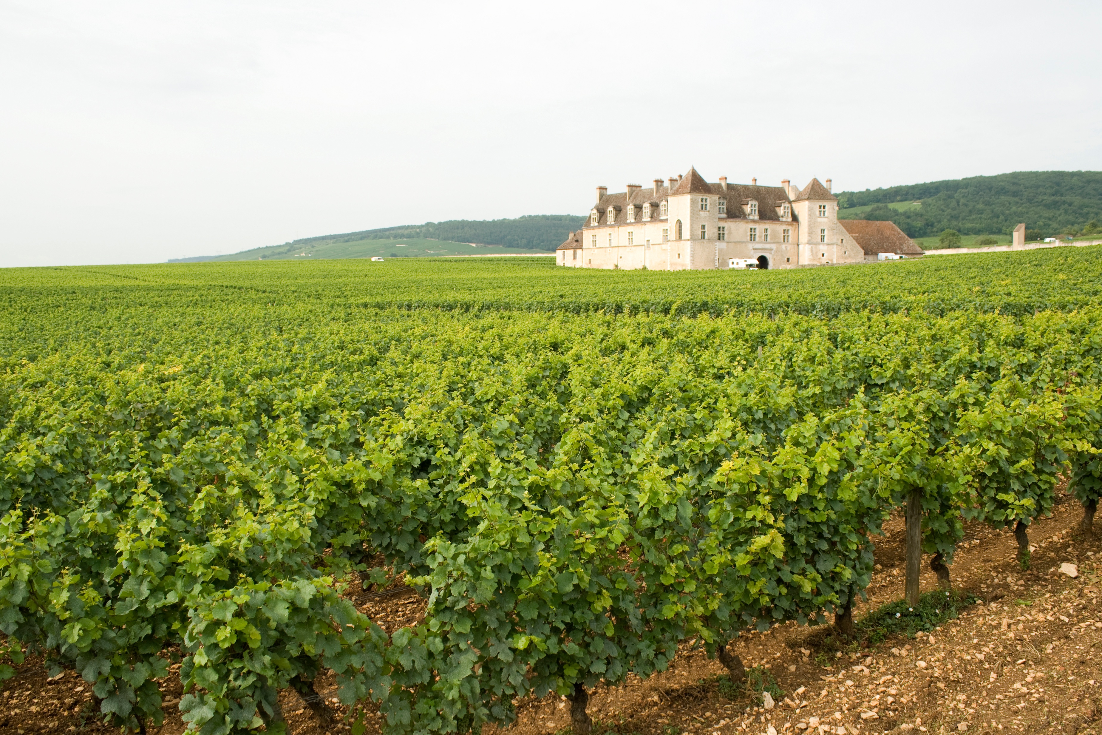 A Guide to Our Favorite Burgundy Producers